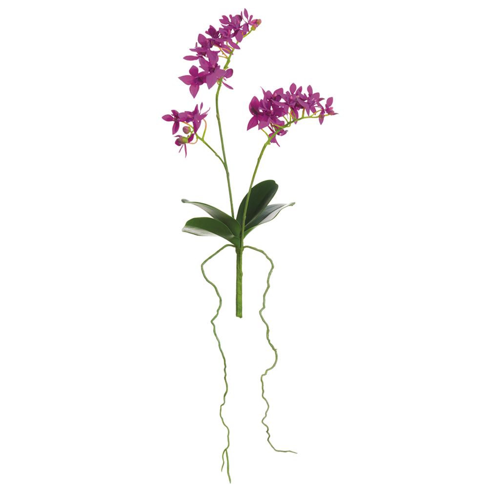 MINI PHALAENOPSIS ORCHID PLANT- ORCHID 14''