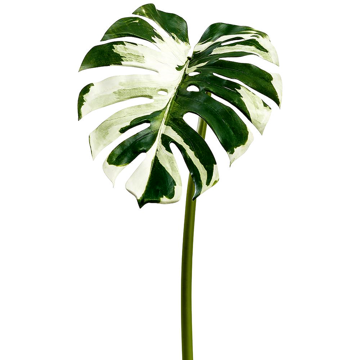 MONSTERA LEAF SPRAY- GREEN CREAM 44''