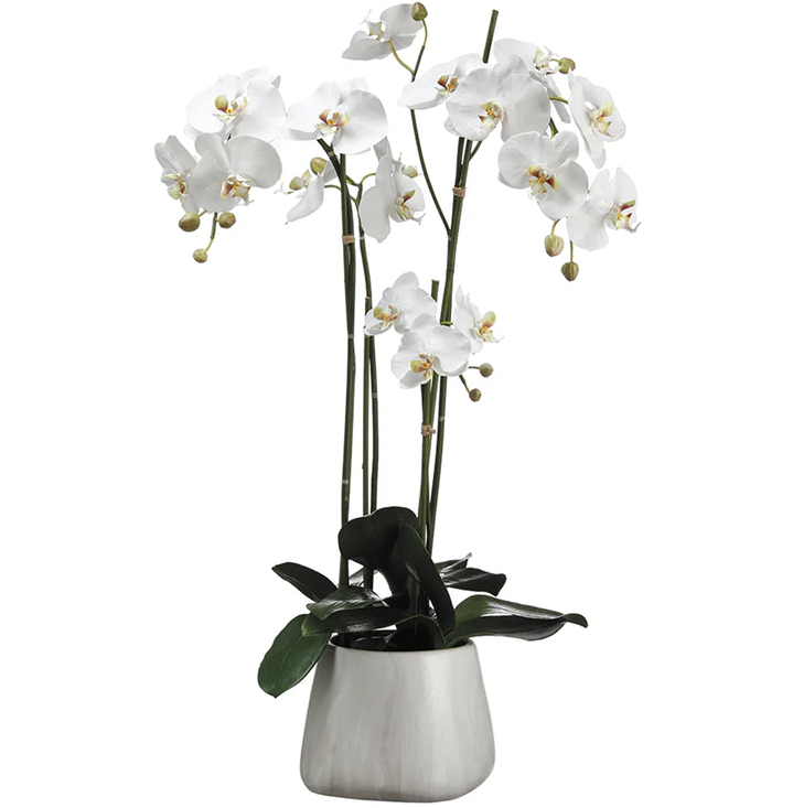 35" PHALAENOPSI PLANT IN POT