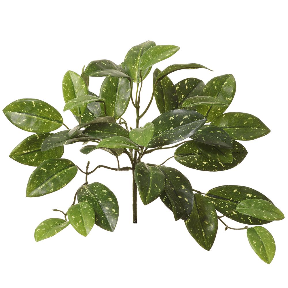 HOYA BUSH- GREEN 11''