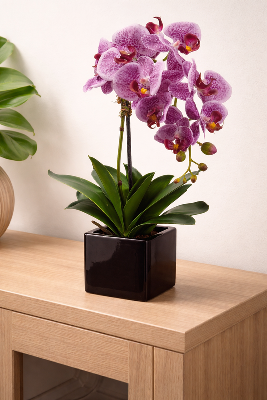PHALAENOPSIS ORCHID IN CERAMIC POT- VIOLET 20''