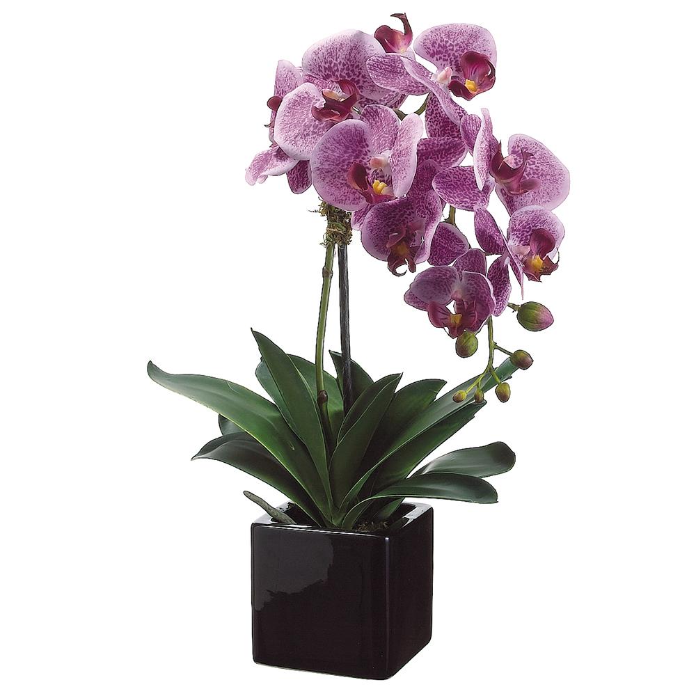 PHALAENOPSIS ORCHID IN CERAMIC POT- VIOLET 20''