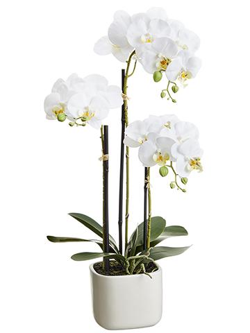 PHALAENOPSIS ORCHID IN TERRA COTTA POT- WHITE 25''