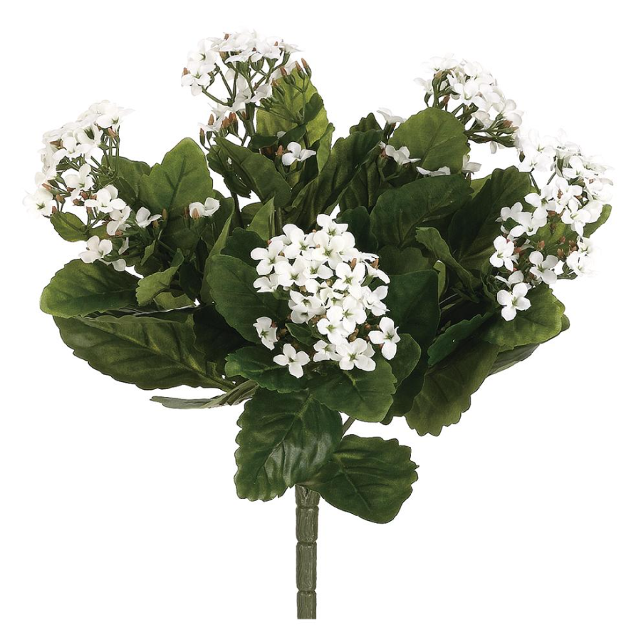 Kalanchoe Bush White 13.5"