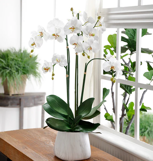 35" PHALAENOPSI PLANT IN POT