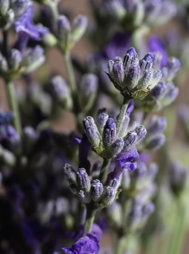 LAVENDER FIELDS -PURA HOME FRAGANCE DIFFUSER OIL