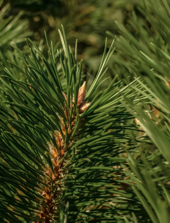 ROLAND PINE -PURA HOME FRAGANCE DIFFUSER OIL