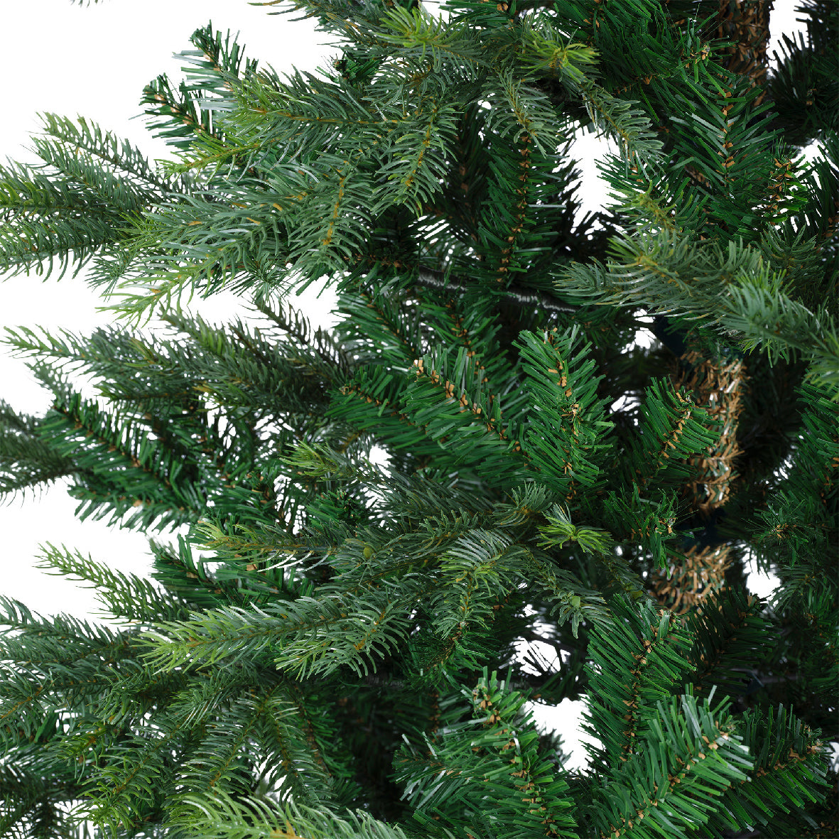 GRANDIS FIR-GREEN